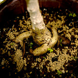 Ficus Too Little Bonsai in Tie Pot D433