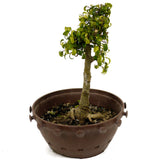 Ficus Too Little Bonsai in Tie Pot D433
