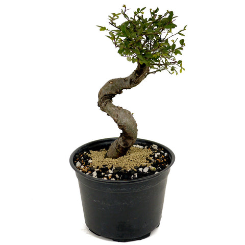 Chinese Elm D434