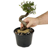 Chinese Elm D434