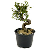 Chinese Elm D434
