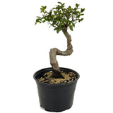 Chinese Elm D435