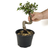 Chinese Elm D435
