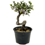 Chinese Elm D435