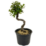 Chinese Elm D436