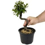 Chinese Elm D436