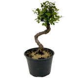 Chinese Elm D436