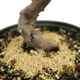Chinese Elm D436