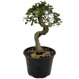 Chinese Elm D437