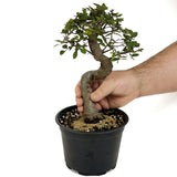 Chinese Elm D437