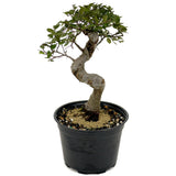 Chinese Elm D437