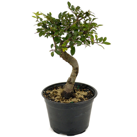 Chinese Elm D438