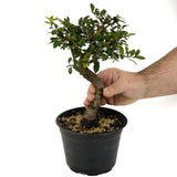 Chinese Elm D438