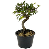 Chinese Elm D438