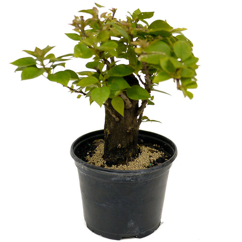 Bougainvillea Stump D439