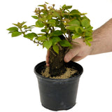 Bougainvillea Stump D439