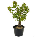 Bougainvillea Stump D440