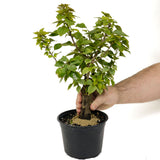 Bougainvillea Stump D440
