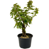 Bougainvillea Stump D440