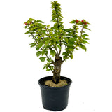 Bougainvillea Stump D441