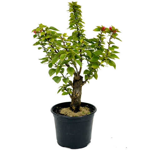 Bougainvillea Stump D441