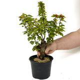 Bougainvillea Stump D441