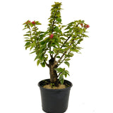 Bougainvillea Stump D441