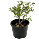 Serissa D442