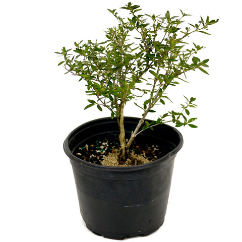 Serissa D442