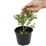 Serissa D442