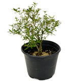 Serissa D442