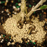 Serissa D442