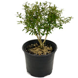 Serissa D443