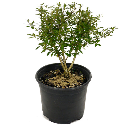 Serissa D443
