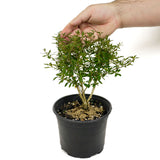 Serissa D443