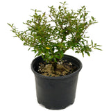 Serissa D443
