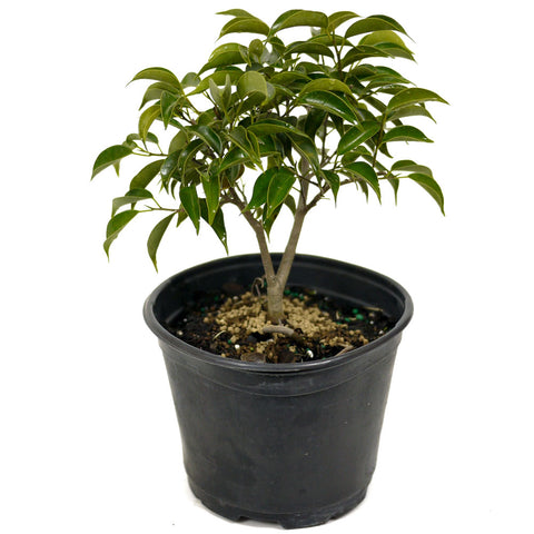 Oriental Ficus D444