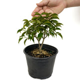 Oriental Ficus D444
