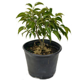 Oriental Ficus D444
