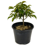 Oriental Ficus D445