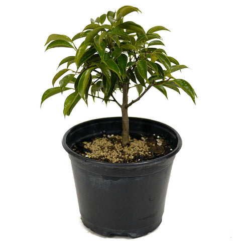 Oriental Ficus D445