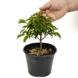 Oriental Ficus D445