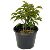 Oriental Ficus D445