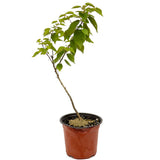 Moorpark Apricot D446