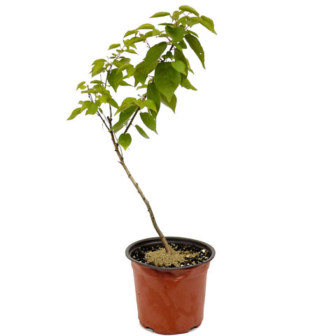 Moorpark Apricot D446