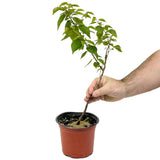 Moorpark Apricot D446