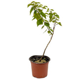 Moorpark Apricot D446