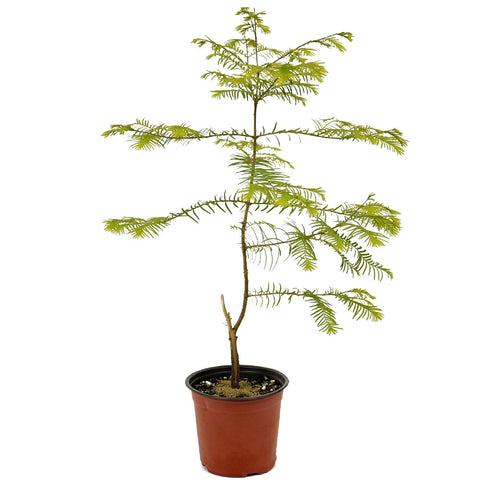 Dawn Redwood D447