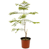 Dawn Redwood D447
