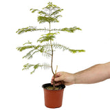 Dawn Redwood D447